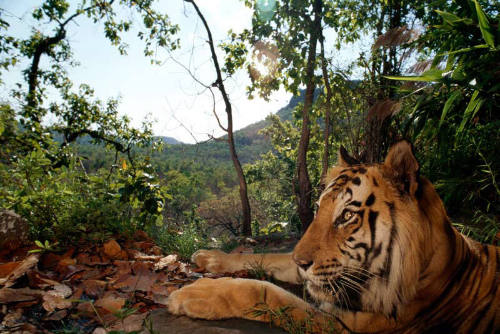 Bandhavgarh National Park, India