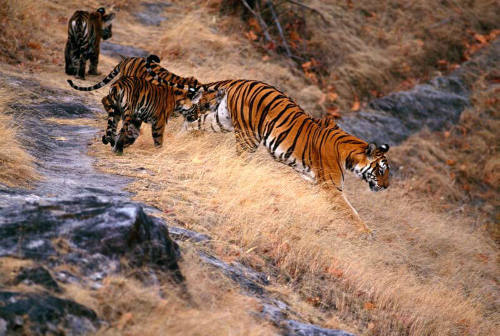 Bandhavgarh National Park, India