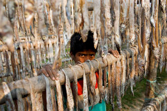 Curing Fish for Export, Chittagong