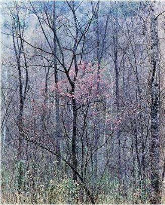 Redbud Trees in Bottomland. Near Red River Gorge, Kentucky. April 7, 1968