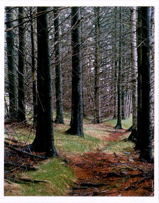 Path in Woods. Great Spruce Head Island, Maine