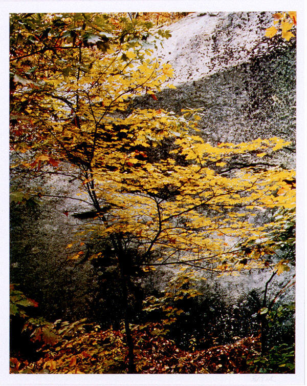 Maple Sapling and Rock. Passaconaway, Hew Hampshire