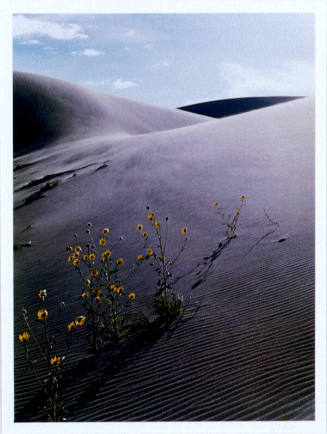 Sunflower and Sand Dune. Colorado, 1959