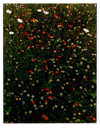 Hawkweed in Meadow. Great Spruce Head Island, Maine