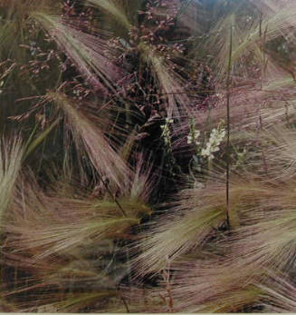 Foxtail Grass. Lake City, Colorado. August 1957