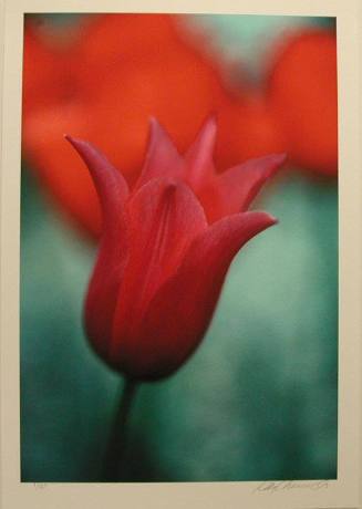 Pink Tulip on Red