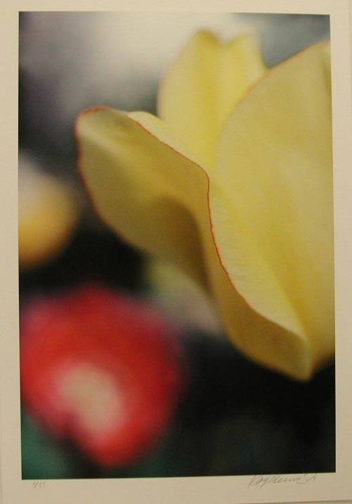 Yellow Tulip, Red Edge